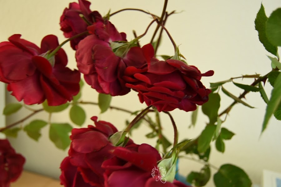 Rote Rosen aus dem Garten & Stadtgespräche