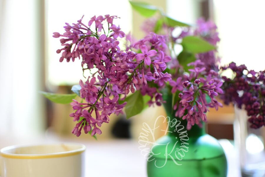 Lila Flieder {Freitagsblumen 2025}